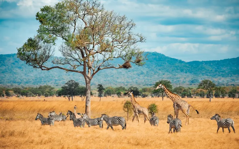 Elephants at a Pilanesberg waterhole with Cape Town's Table Mountain — Wanvela South Africa itinerary
