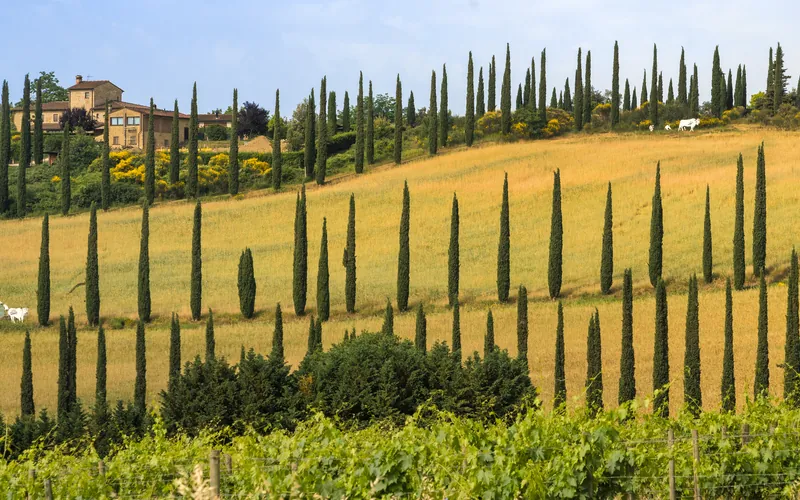 Castello Banfi Tuscany — Wanvela Journal
