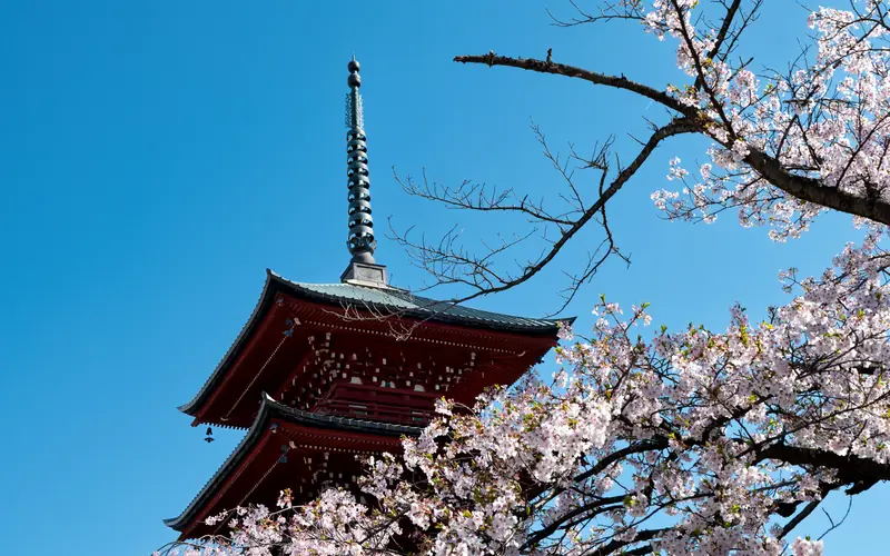Japan sakura — Wanvela Journal