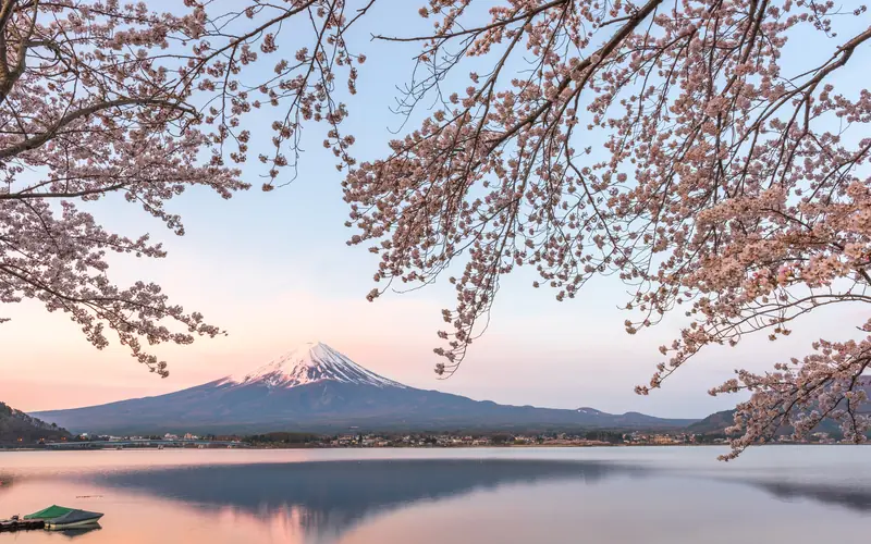 Cherry blossoms in Japan — Wanvela Journal