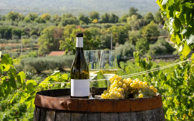 Tuscany vineyards — Wanvela Journal